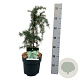 Cedrus deod. 'Feelin' Blue' 30-40 cm 5,0L