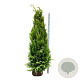 Chamaecyparis l. 'Ivonne' 200-225 cm met kluit extra