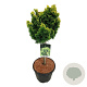 Chamaecyparis o. 'Nana Aurea' 50 cm stam 15L