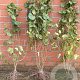 Corylus avellana 60-100 cm wortelgoed