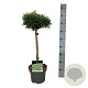 Cryptomeria j. 'Toad' 40 cm stam 4,5L