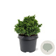 Cryptomeria j. 'Yokohama' 20-25 cm 3,0L