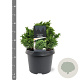 Cryptomeria j. 'Yokohama' 20-25 cm 3,0L