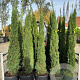 Cupressus sempervirens 175-200 cm 30L