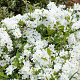Exochordra mactrantha 'The Bride' 60-80 cm 2,5L