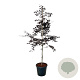 Fagus syl. Midnight Feather 175-200 cm 30L extra