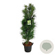 Frangula alnus Fine Line 150-175 cm 30L extra
