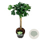 Ginkgo bil. 'Mariken' 40 cm stam 4,5L