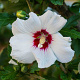 Hibiscus syr. 'Manuela' 200-250 cm container solitair