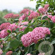 Hydrangea arborescens 'Invincibelle Spirit' 25-30 cm 3,5L