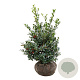 Ilex aq. 'Alaska' 80-100 cm met kluit extra