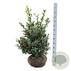 Ilex aq. 'Alaska' 80-100 cm met kluit extra