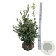 Ilex aq. 'Alaska' 100-125 cm met kluit extra