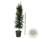 Ilex aquipernyi Dragon Lady 225-250 cm cont. 90L extra