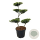 Ilex crenata 'Green Hedge' 100-125 cm cont. 55L bonsai