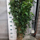 Acer campestre 80-100 cm wortelgoed struik