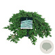 Juniperus comm. 'Green Carpet' 40-50 cm 6L