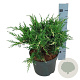 Juniperus pf. 'White Splash' 30-40 cm 6,5L
