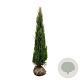 Juniperus s. 'Blue Arrow' 200-225 cm met kluit extra
