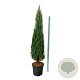 Juniperus s. 'Blue Arrow' 200-225 cm cont. 55L extra