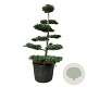 Juniperus virg. 'Grey Owl' 150-175 cm cont. 130L bonsai