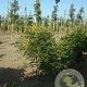 Koelreuteria paniculata 125-150 cm draadkluit meerstammig