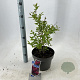 Lagerstroemia i. Red Red Wine 50-60 cm 5,0L