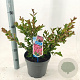 Lagerstroemia i. With Love Kiss 30-40 cm 5,0L