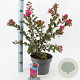 Lagerstroemia i. With Love Kiss 30-40 cm 5,0L