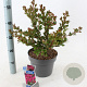 Lagerstroemia i. With Love Kiss 30-40 cm 5,0L