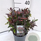 Leucothoe 'Zeblid' 30-40 cm 2,0L
