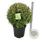 Ligustrum oval. 'Aureum' 70-80 cm 50L bol extra
