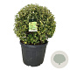 Ligustrum oval. 'Aureum' 80-90 cm cont. 90L bol extra