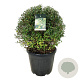 Ligustrum vulg. 'Atrovirens' 70-80 cm 50L bol extra