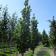 Liriodendron t. 'Fastigiatum' 6-8 HO draadkluit geveerd