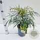 Mahonia eurybracteata 'Soft Caress' 20-30 cm 2,5L