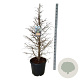Metasequoia gl. 'Hamlet's Broom' 100-125 cm cont. 55L extra