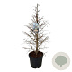 Metasequoia gl. 'Hamlet's Broom' 100-125 cm cont. 55L extra