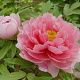 Paeonia suffruticosa 15-20 cm C1.5