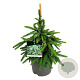 Picea a. 'Inversa' 30-40 cm 7,5L