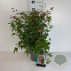 Acer palmatum 60-80 cm 6,5L