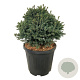 Picea gl. 'Echiniformis' 30-40 cm 15L