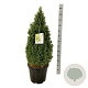 Picea gl. Perfecta 80-100 cm 30L extra
