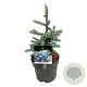 Picea pungens 'Erich Frahm' 30-40 cm 7,5L