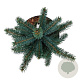 Picea pungens Super Blue Seedling 30-40 cm 4,5L