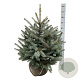 Picea pungens Super Blue Seedling 60-80 cm met kluit extra