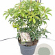 Pieris japonica 'Bonfire' 30-40 cm 2,0L