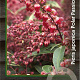 Pieris jap. Polar Passion 30-40 cm 2,0L
