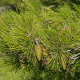 Pinus halepensis 200-250 cm 18L