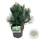 Pinus heldreichii 'Compact Gem' 30-40 cm 4,5L